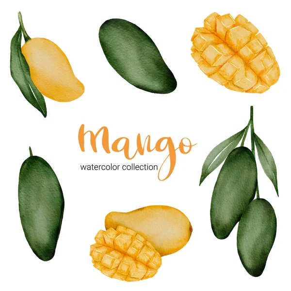 Mango Verde Amarillo Maduro Diseño Colección Acuarela Con Fruta Hoja — Archivo Imágenes Vectoriales