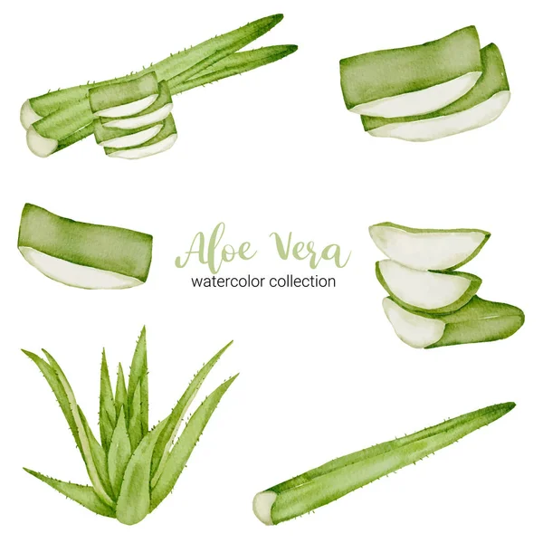 Hierba Aloe Vera Diseño Colección Acuarela Con Completo Rebanado Cortado — Archivo Imágenes Vectoriales