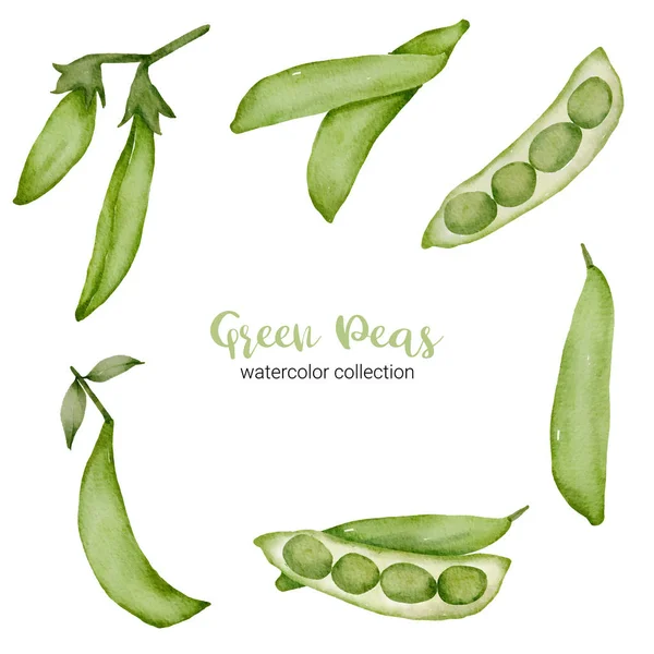 Green Peas Watercolor Collection Design Full Cut Half Drawing Set — 스톡 벡터