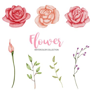 Ayrı parçalardan oluşan bir set ve güzel çiçek buketini beyaz arkaplanda sulu renkler şeklinde, vektör illüstrasyonunda bir araya getirmek