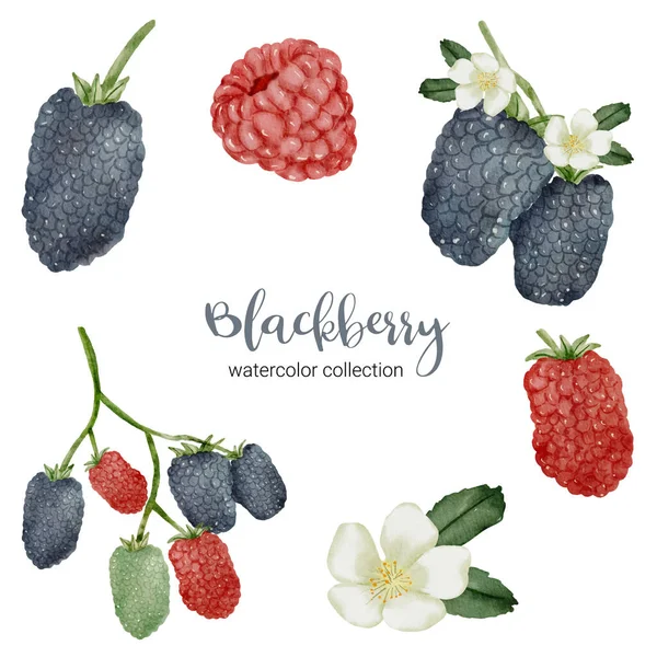 Blackberry Watercolor Collection Design Black Red Flower Branch Drawing Set — Image vectorielle