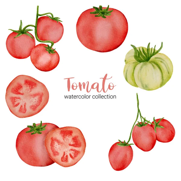 Rote Tomate Aquarell Kollektion Design Mit Voll Scheibe Und Halbiert — Stockvektor