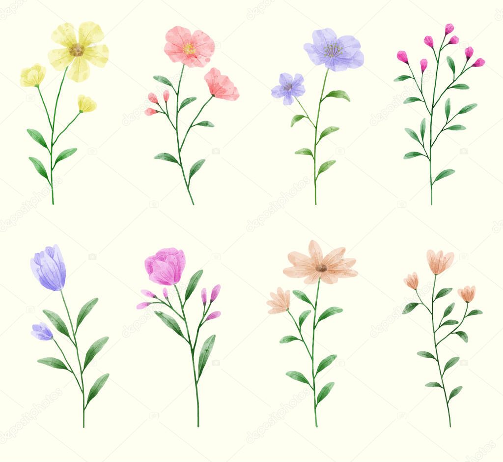 A set of flowers painted with watercolors to accompany various cards and greeting cards. vector illustration watercolors design