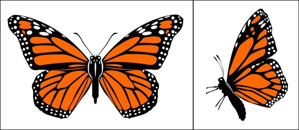 Front Side View Colourful Monarch Butterfly Vector Illustration Art — Stock Vector