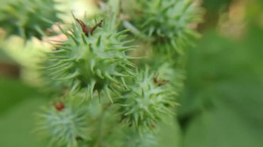 Güzel yeşil Ricinus tohumu ışık zemininde izole edilmiş.