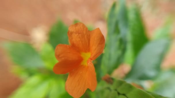Vacker Orange Crossandra Infundibuliformis Blomma Isolerad Grön Bakgrund — Stockvideo