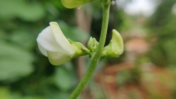 Yeşil Arka Planda Izole Edilmiş Güzel Beyaz Fasulye Çiçeği — Stok video