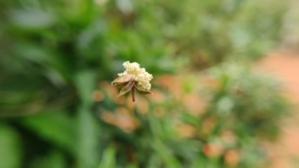 Spider Vine Pendu Quelque Chose Flottant Avec Vent Isolé Sur — Video