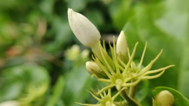 Bela Flor Jasmim Florescendo Pôr Sol Flores Branco Neve Gotas — Vídeo de Stock