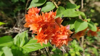 Güzel Orange Bougainvillea Glabra çiçeği rüzgarla çiçek açıyor.