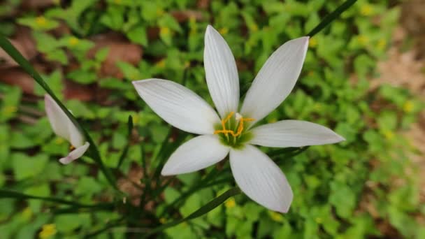 緑の背景を持つ美しい白いゼフィランテスアタマスカの花 — ストック動画