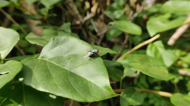 Beautiful Common Green Bottle Fly Sitting Leaf Green Background — Stock video