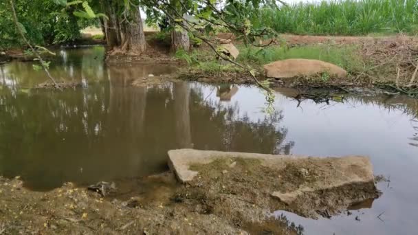 Beautiful Mud Pond Green Leaves Brown Water — Stockvideo