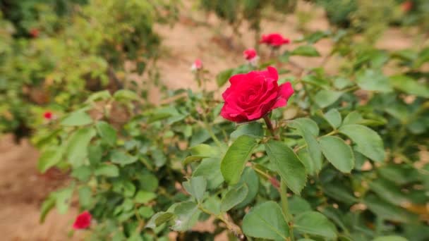 Frumoase Flori Trandafir Roșu Înflorind Vânt Fundal Verde Noroi — Videoclip de stoc