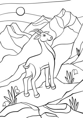 Küçük şirin antilop kayalar ve gülümsüyor üzerinde duruyor.