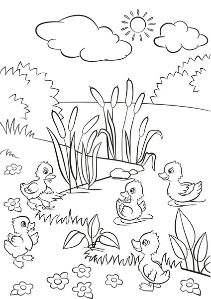 Vijf kleine schattige eendjes zwemmen op het meer en staan op het gras. — Stockvector