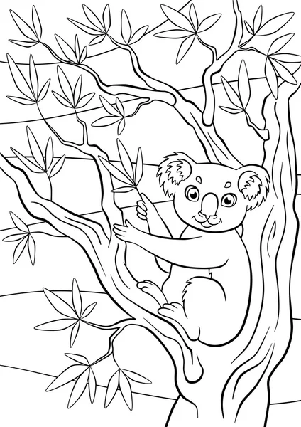 Little cute koala sits on the tree and holds eucalyptus. — Stock Vector