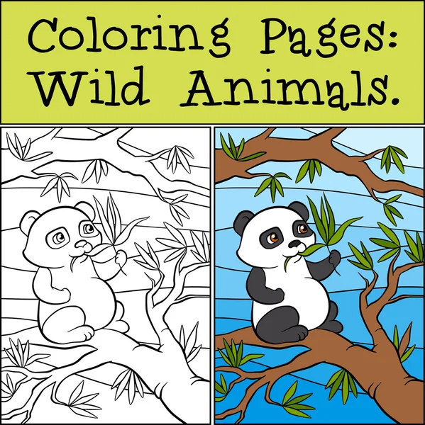 Malé roztomilé pands sedí na stromě a žere listy. — Stockový vektor