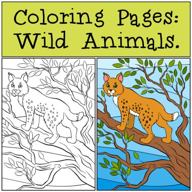 Coloring Pages: Wild Animals. Little cute lynx stands on the tre clipart