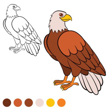 Boyama sayfası. Color Me: kartal. Şirin kartal oturur ve gülümsüyor.