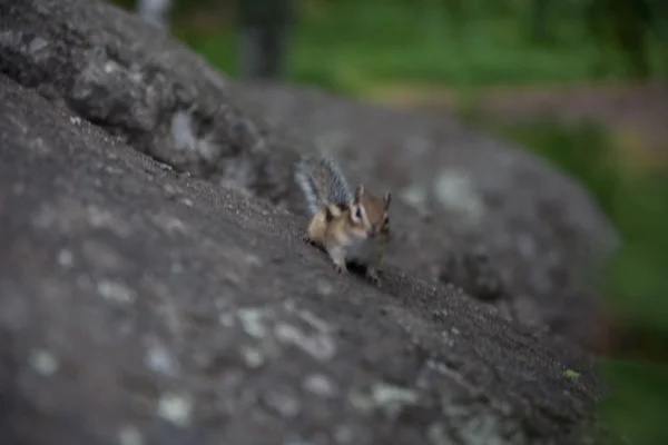 Chipmunk on a rock — Stock Photo, Image