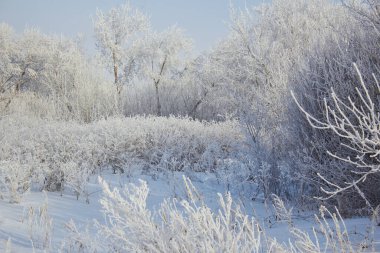 Fotoğrafta, kar ve buzla kaplı soğuk kış ağaçları ve çalılar vardı. Sokakta çok kar ve kar yağışı var.