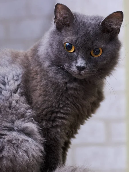 Retrato Gato Cinza Sentado Cômoda Animal Estimação — Fotografia de Stock