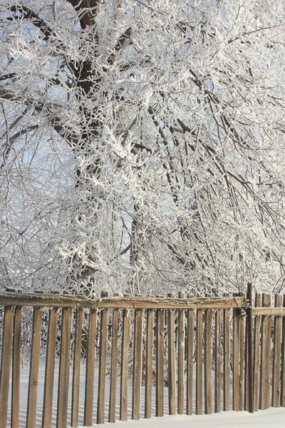 Winter Naturbaum Schnee Zaun — Stockfoto