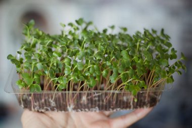 Kutuda mikro-yeşil turp, düzgün beslenme, vitaminler..
