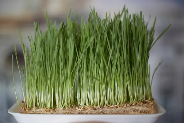 Sprouting Microgreens. Sprouting dish for green shoots. Seed Germination at home. Vegan and healthy eating concept. Germinated Wheat Micro greens. Sprouted grain. Growing sprouts. Natural food.