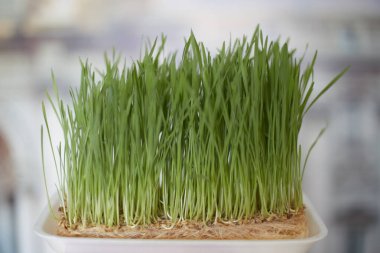 Evde yetişen mikrotahıl, vitamin kavramı.