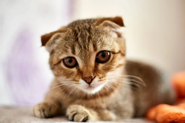 Gatinho Bonito Bonito Deitado Cama — Fotografia de Stock