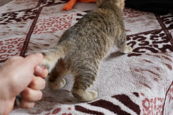 Mishandeling Van Een Huiskat Door Iemand Die Aan Staart Trekt — Stockfoto