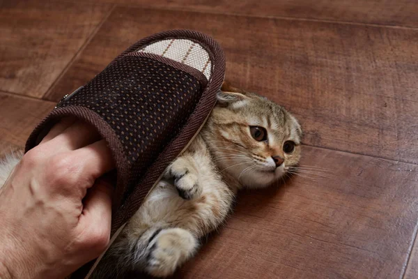 Mishandeling van een kat een man slaat een kat met een slipper. Je mag onze huisdieren niet beledigen. — Stockfoto