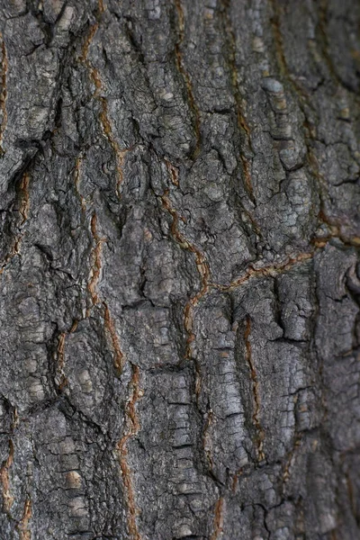 Tree Bark Tree Texture Background Pattern, Close-up — Stock Photo, Image