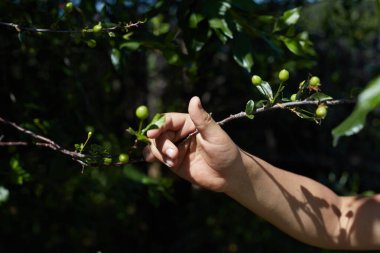 El, büyümenin ve gelişmenin sembolü olarak bir meyve ağacının dalını tutuyor.