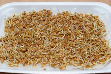 Düzgün beslenme için beyaz arka planda buğday mikropları