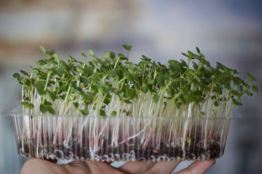 Ekolojik olarak temiz yiyecekler. Beyaz arkaplanda mikroyeşil (kapat)