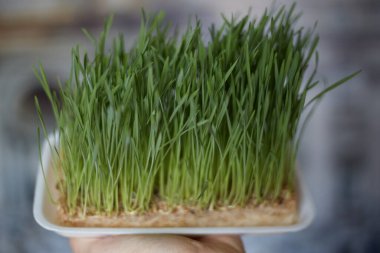 Evde yetişen mikro demlenmiş buğday, sağlıklı beslenme kavramı.