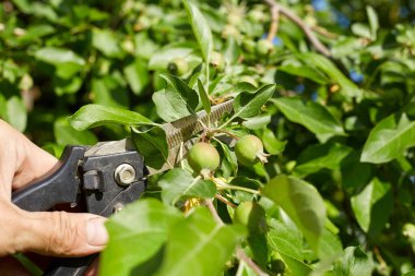 Bahçesindeki bir çiftçi elma ağacının dallarını ve yapraklarını kesiyor, meyve bitkileriyle ilgileniyor..
