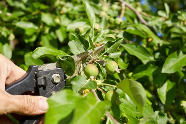 Bahçesindeki bir çiftçi elma ağacının dallarını ve yapraklarını kesiyor, meyve bitkileriyle ilgileniyor..