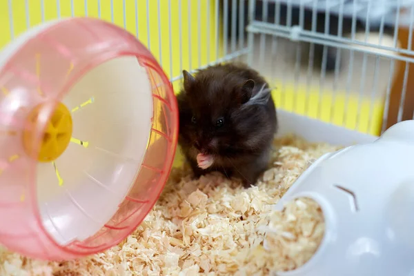 Ein Niedlicher Heimeliger Hamster Sitzt Einem Käfig Auf Einem Wurf — Stockfoto