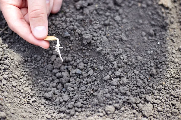 Het Planten Van Een Gekiemd Zaad Grond Thematuin Moestuin — Stockfoto