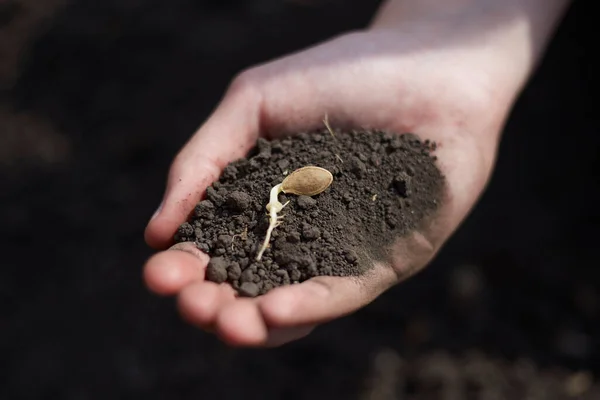 The sprouted seed lies in the soil on the hands ready for planting, the concept of development and nature and agriculture.