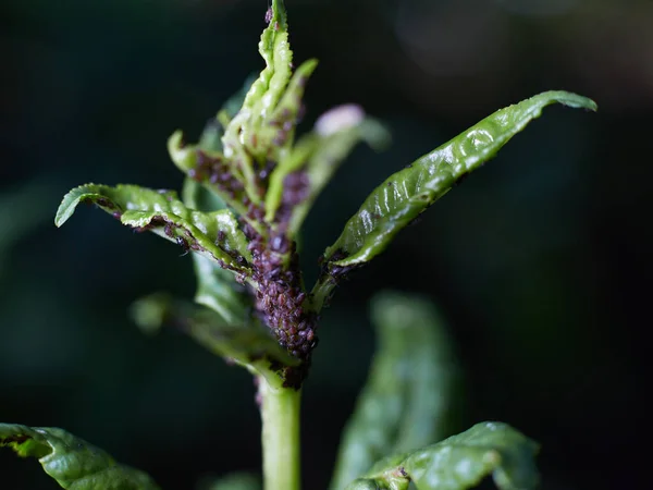 Een Schadelijke Bladluis Een Groene Scheut Van Een Fruitboom Zuigt Rechtenvrije Stockafbeeldingen