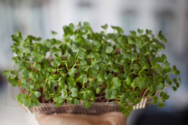 Eldeki kutuda mikro-yeşil turp, düzgün beslenme, vitaminler.,