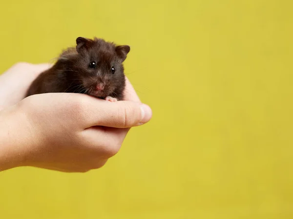 Hamster Sírio Senta Sua Mão Fundo Amarelo Close — Fotografia de Stock