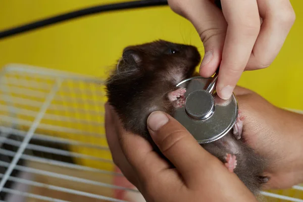 Bir veteriner steteskoplu küçük bir Suriyeli hamsterı dinler..
