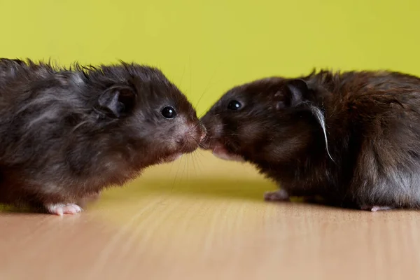 Farklı cinsiyetlerden iki hamster, sarı arka planda bir oğlan ve bir kız, birbirlerine giderler, konsept: aşk, arkadaşlık