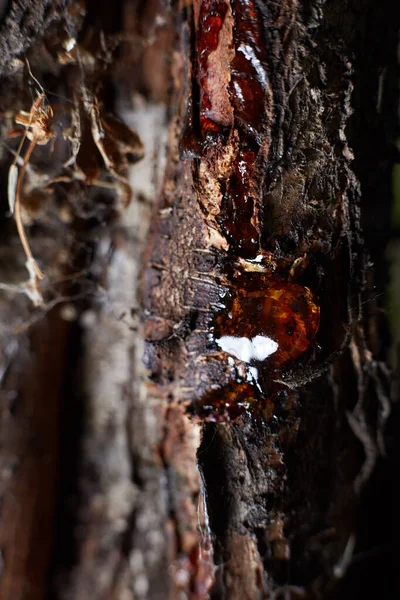 Close Photo Tree Bark Drop Resin Edges Gone Disfocus — Stock Photo, Image